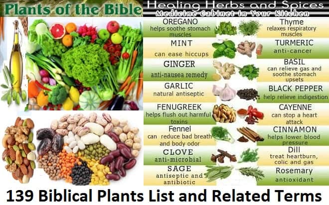 139 Biblical Plants List and Related Terms | Foods of the Bible