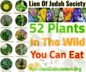 52 Wild Plants You Can Eat | Rastafari Groundation