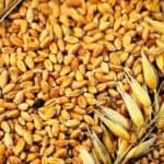 Grains | Foods of the Bible