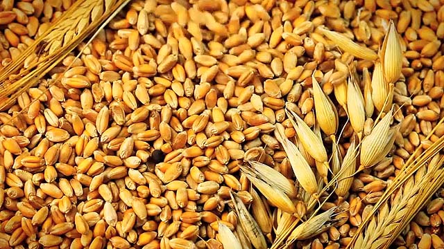 Grains | Foods of the Bible