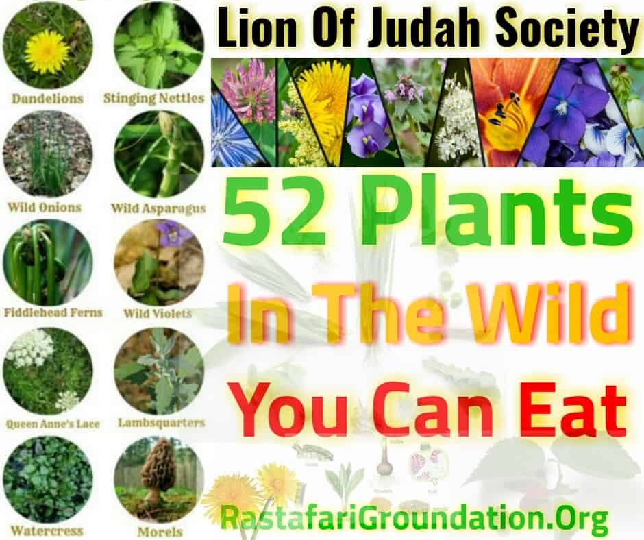52 Wild Plants You Can Eat