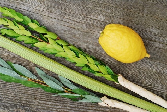 The Mystery of the “Lulav”