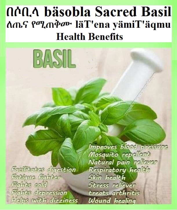 Basil Health Benefits-በሶቢላ ለጤና የሚጠቅሙ