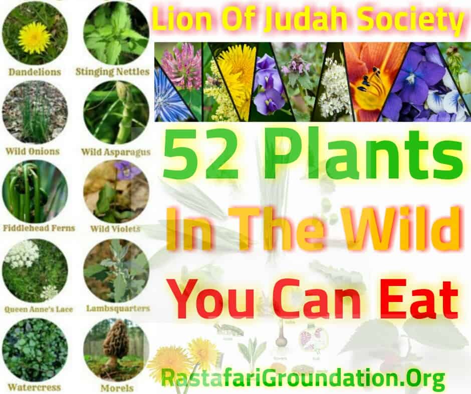 52 Wild Plants You Can Eat	